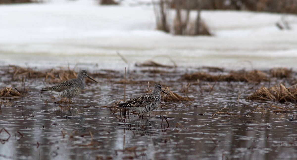 Greater Yellowlegs - ML561418821