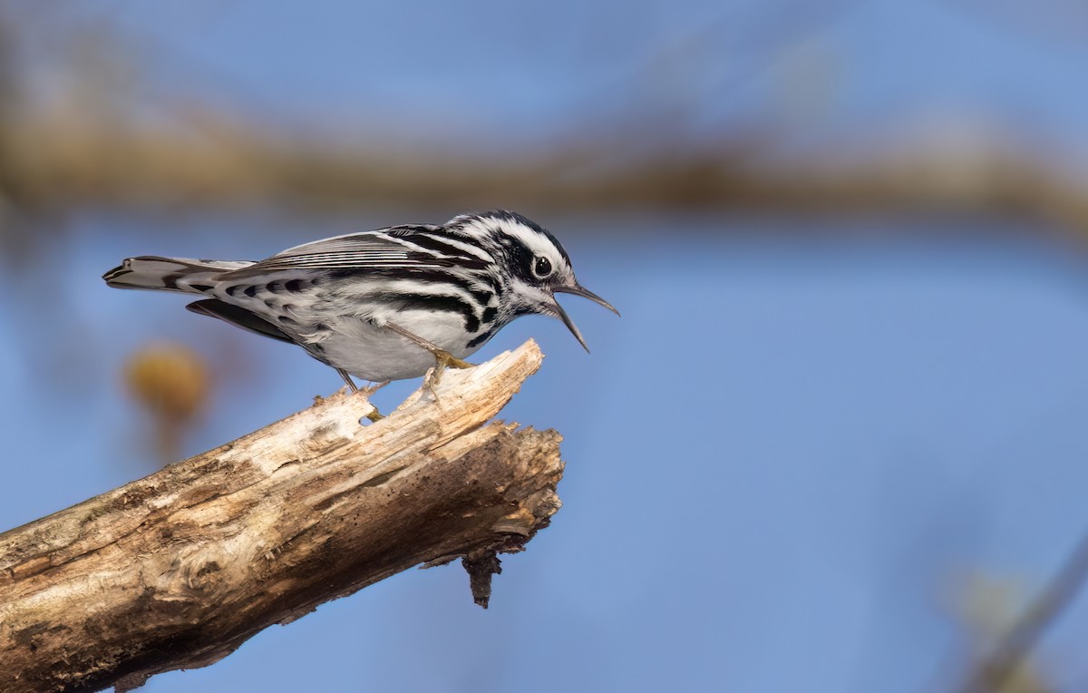 Black-and-white Warbler - ML561418931