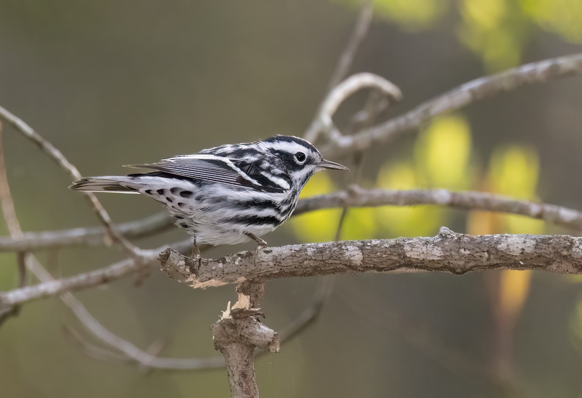 Black-and-white Warbler - ML561418941