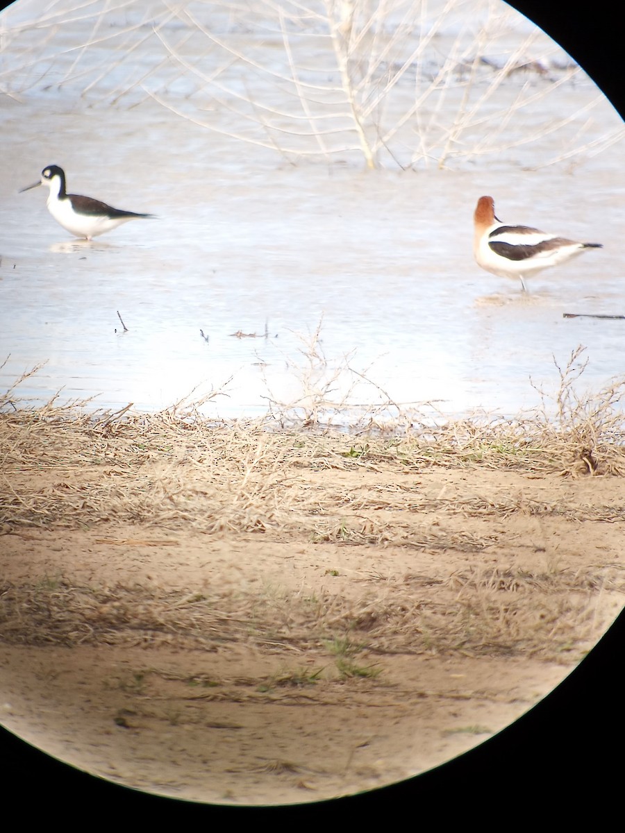 Black-necked Stilt - ML561418951