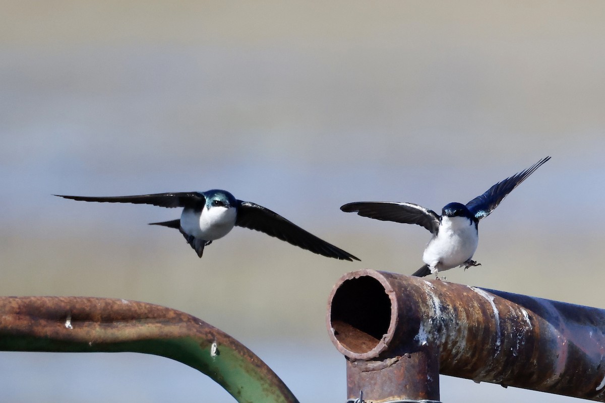 Tree Swallow - ML561419441