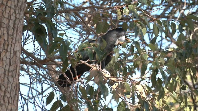 kakadu havraní - ML561419731