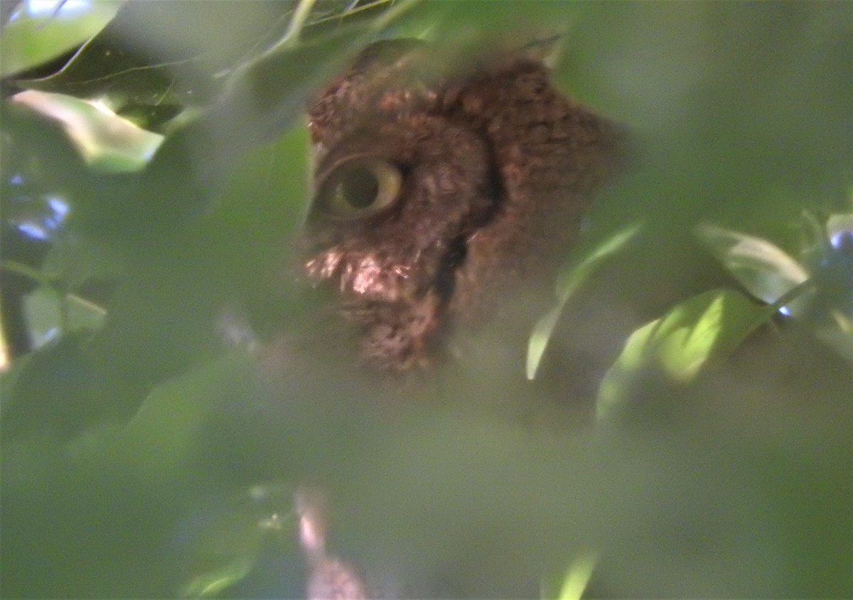 Eastern Screech-Owl - ML561419771