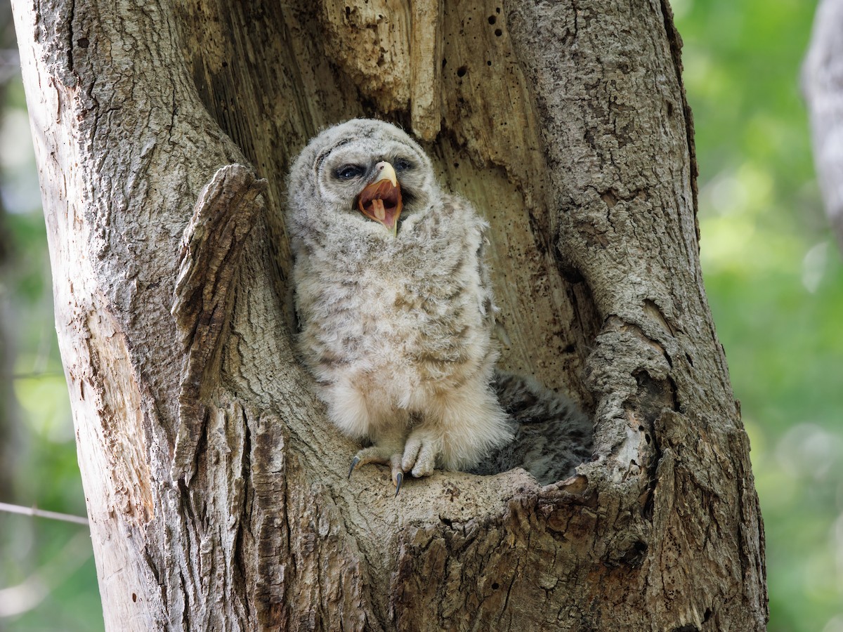 Barred Owl - ML561420801