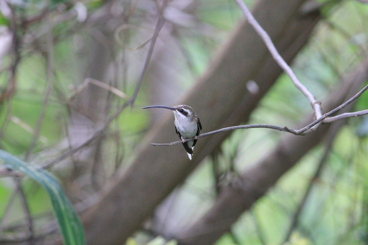 Sooty-capped Hermit - Thad Roller