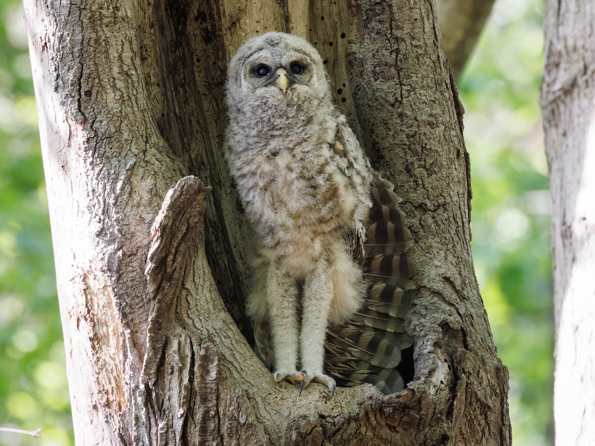 Barred Owl - ML561420851