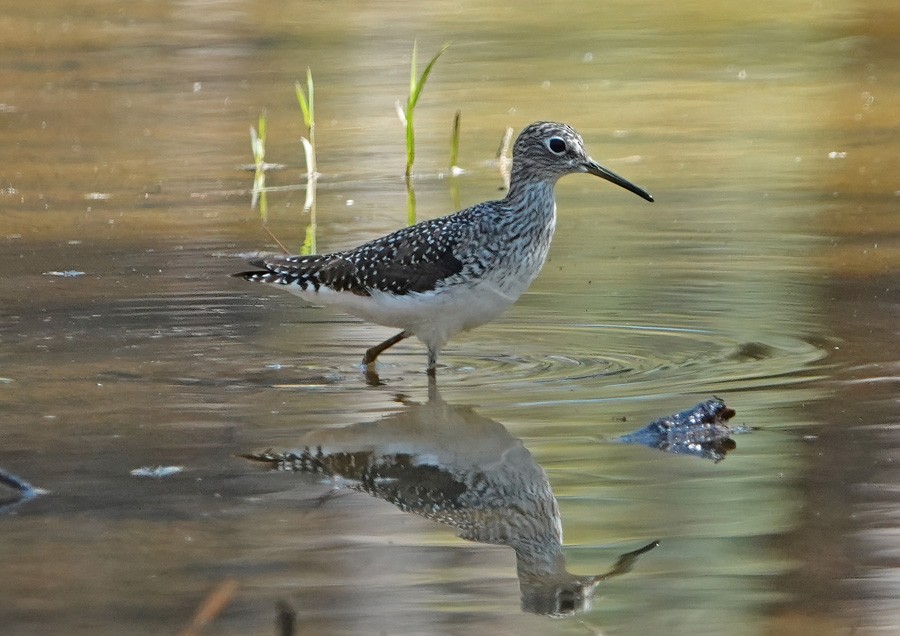 Solitary Sandpiper - ML561421011