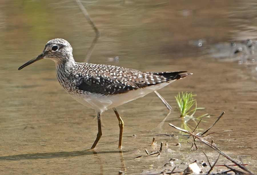 Solitary Sandpiper - ML561421021