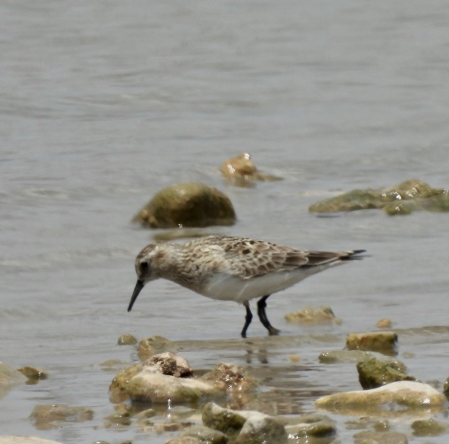 Baird's Sandpiper - Christopher Daniels