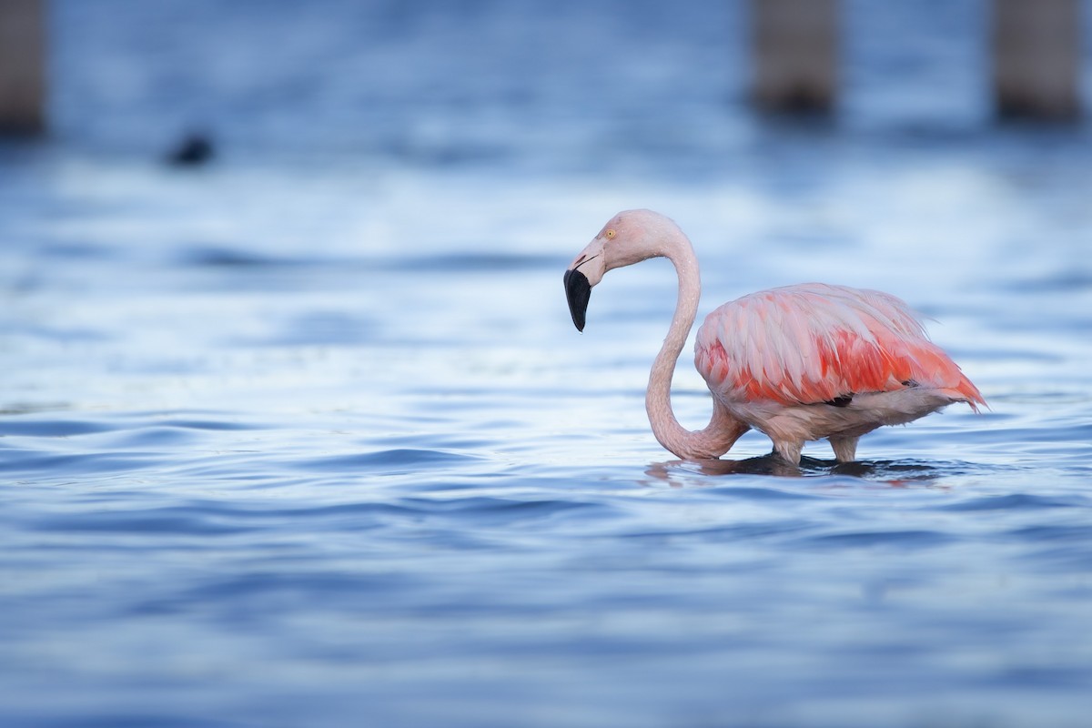 Chilean Flamingo - Martín  Perez