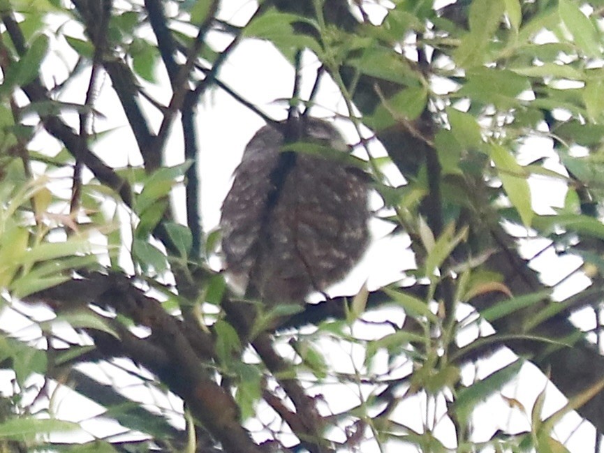 Spotted Owlet - ML561423231