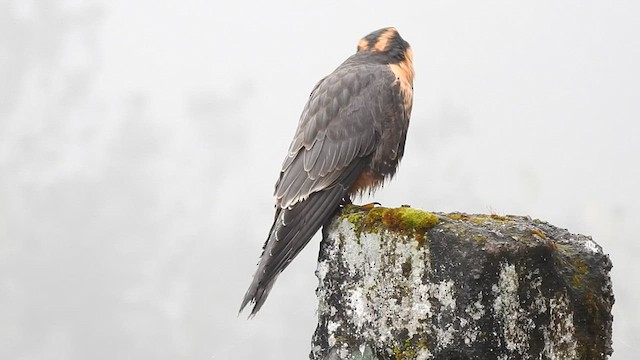 Aplomado Falcon - ML561423711