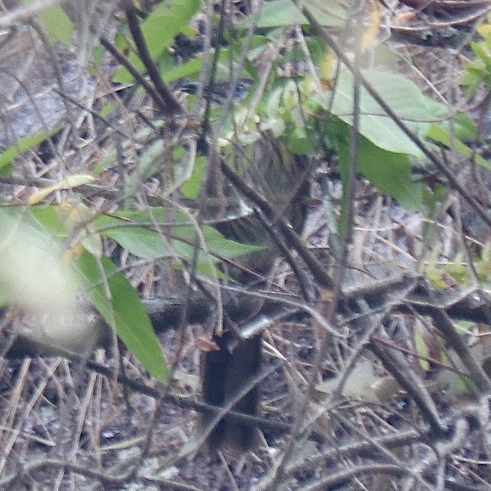 Spiny Babbler - Kevin Metcalf