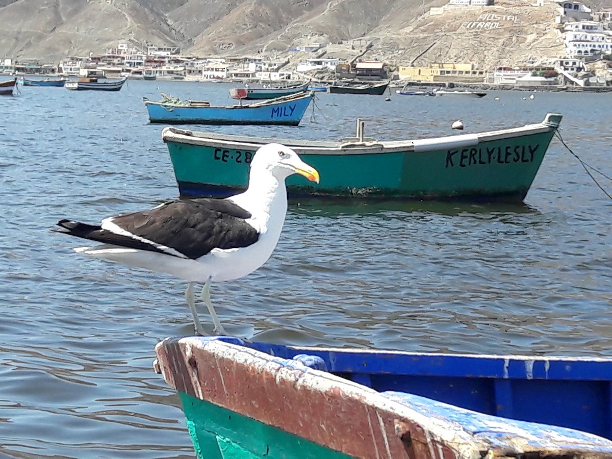 Belcher's Gull - ML56142691