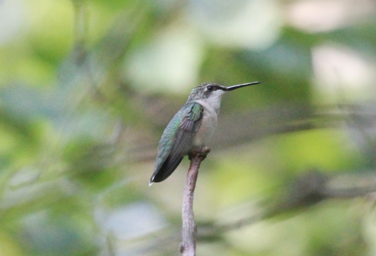 Ruby-throated Hummingbird - ML561427721