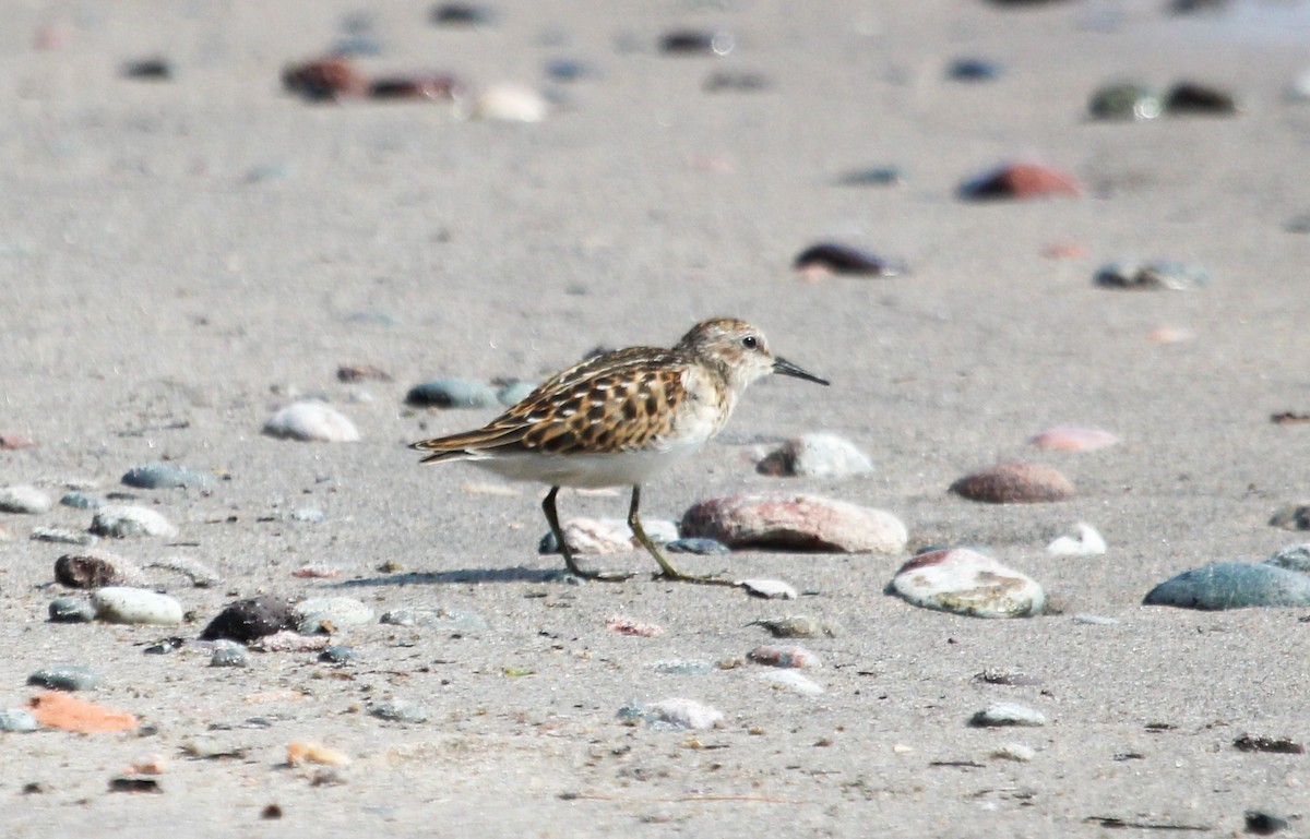 Least Sandpiper - ML561427771