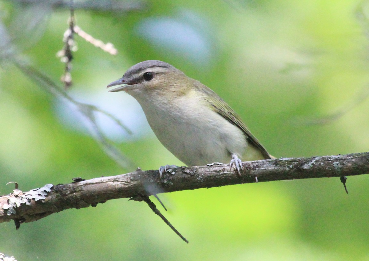 Red-eyed Vireo - ML561427911