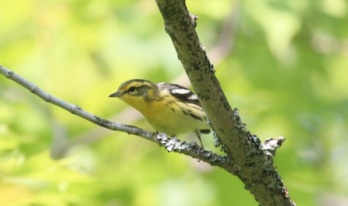 Blackburnian Warbler - ML561428001