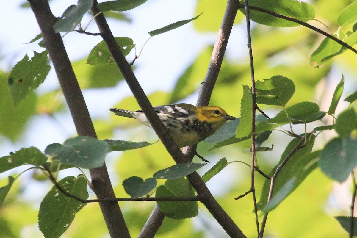Black-throated Green Warbler - ML561428071