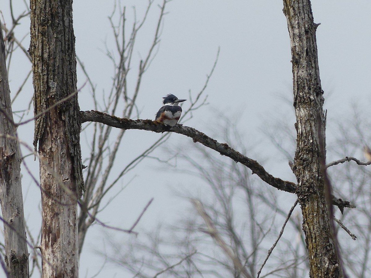 Belted Kingfisher - ML561429101