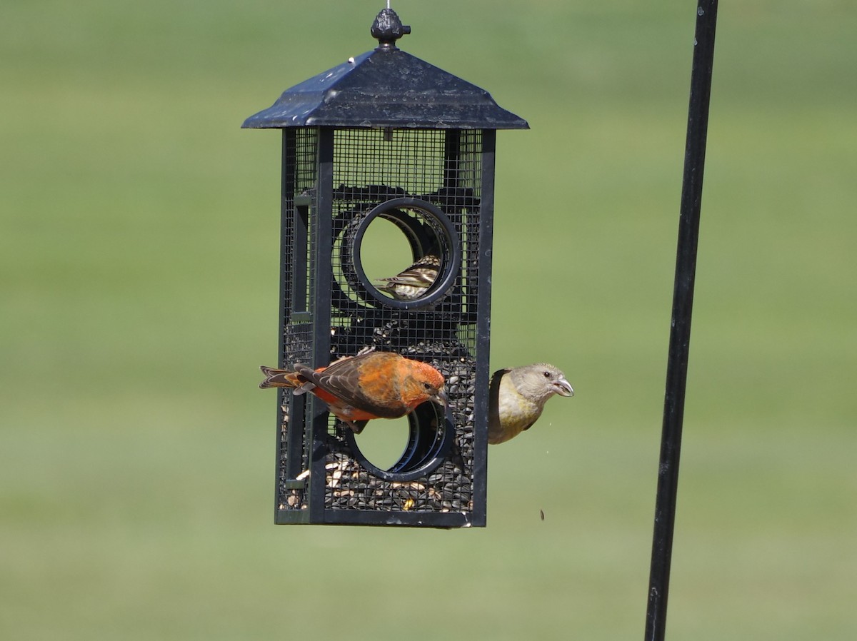 Red Crossbill - Coen Dexter