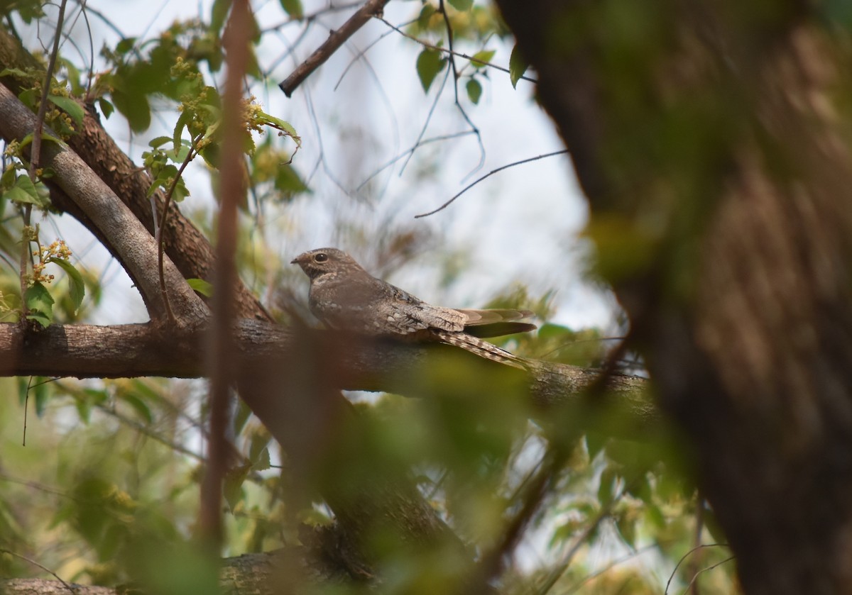 Lesser Nighthawk - ML561429891