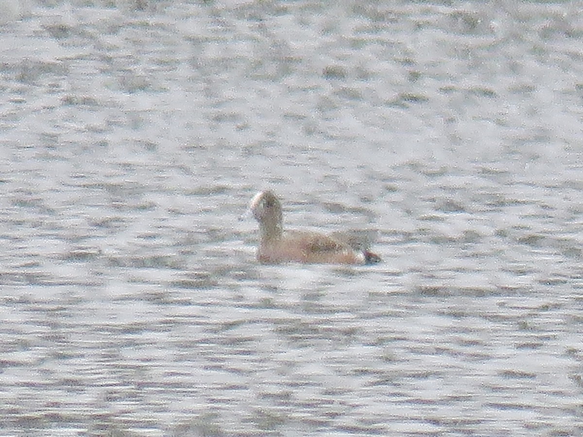 American Wigeon - ML561430691