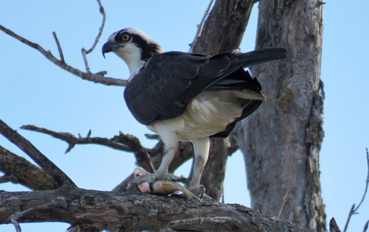 Águila Pescadora - ML561430701