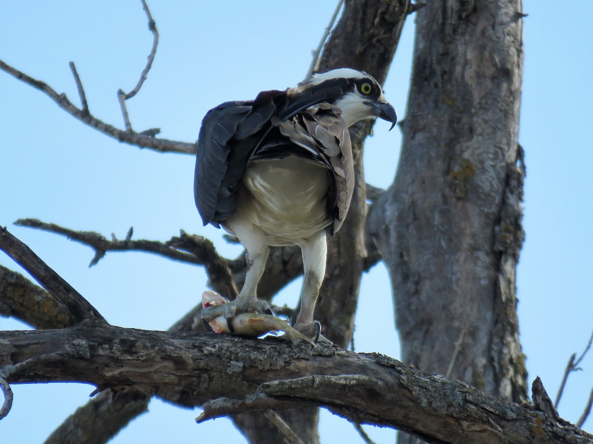 Águila Pescadora - ML561430711