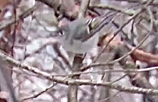Ruby-crowned Kinglet - ML561431311