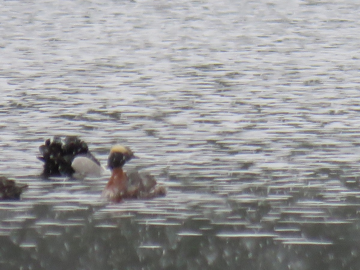 Ухаа шунгуур - ML561431871