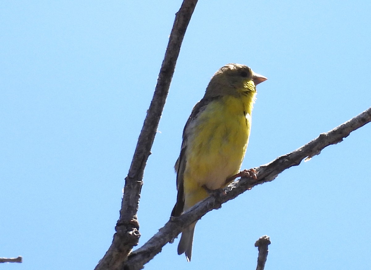 Lesser Goldfinch - ML561432071