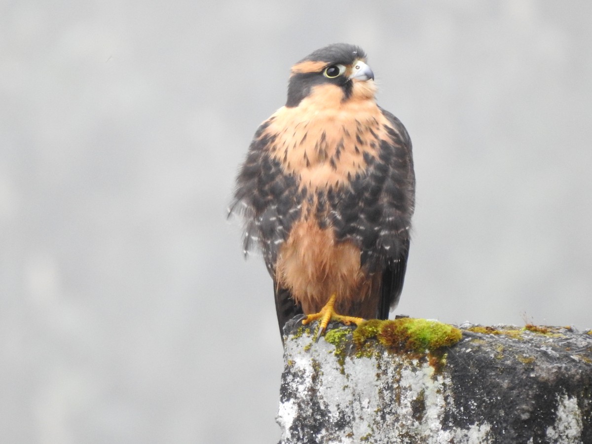 Aplomado Falcon - Juan Carlos🦉 Crespo