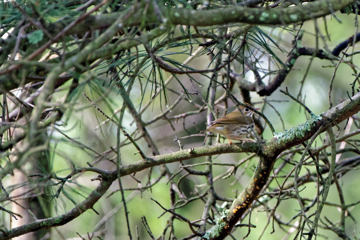 Ovenbird - ML56143221