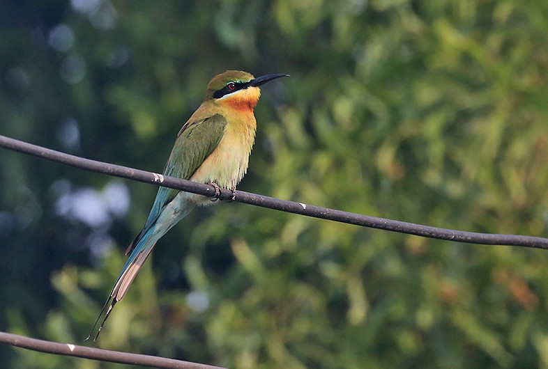 Blue-tailed Bee-eater - Peter Ericsson