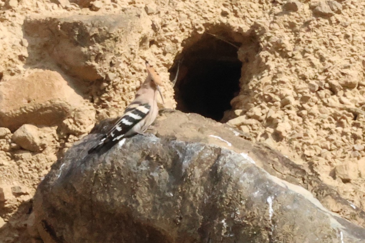 Eurasian Hoopoe - ML561432651