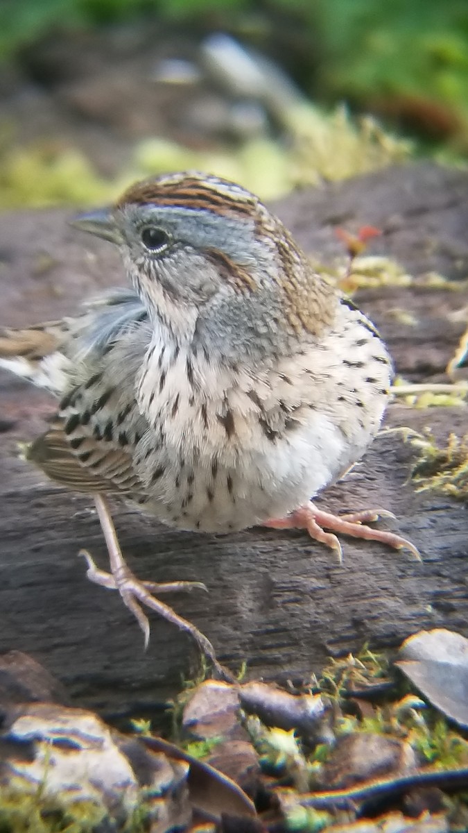 Lincoln's Sparrow - ML561432991