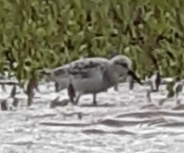 Bécasseau sanderling - ML561433301