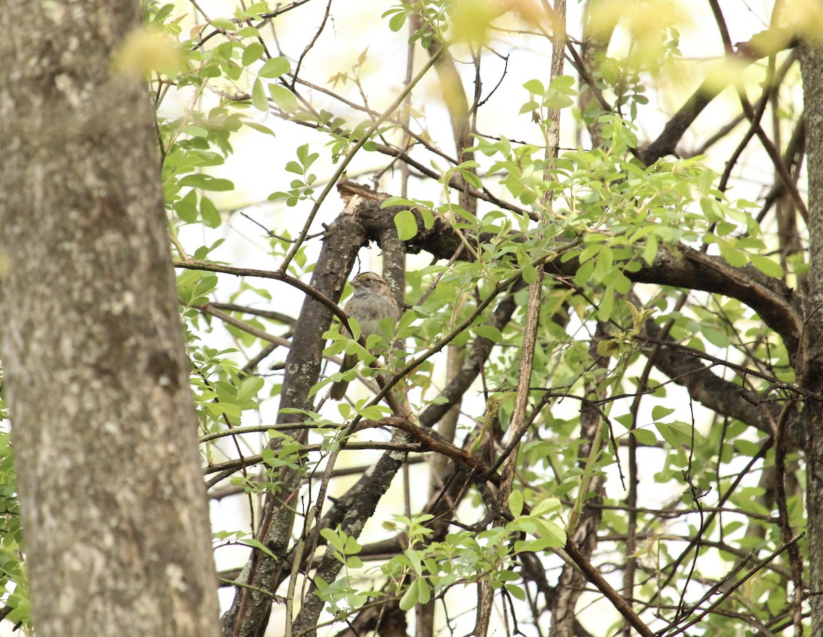 White-throated Sparrow - ML561433571