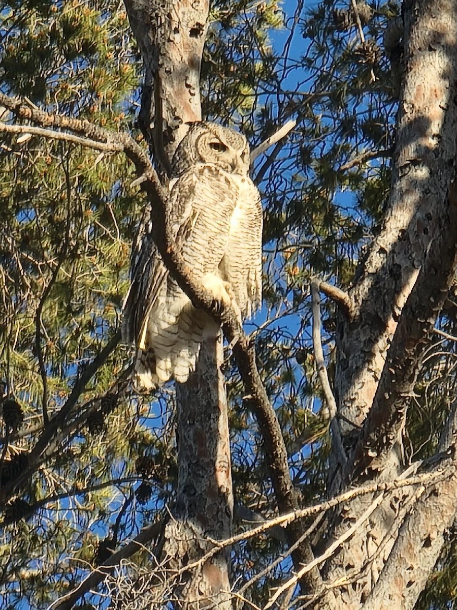 Great Horned Owl - ML561435841