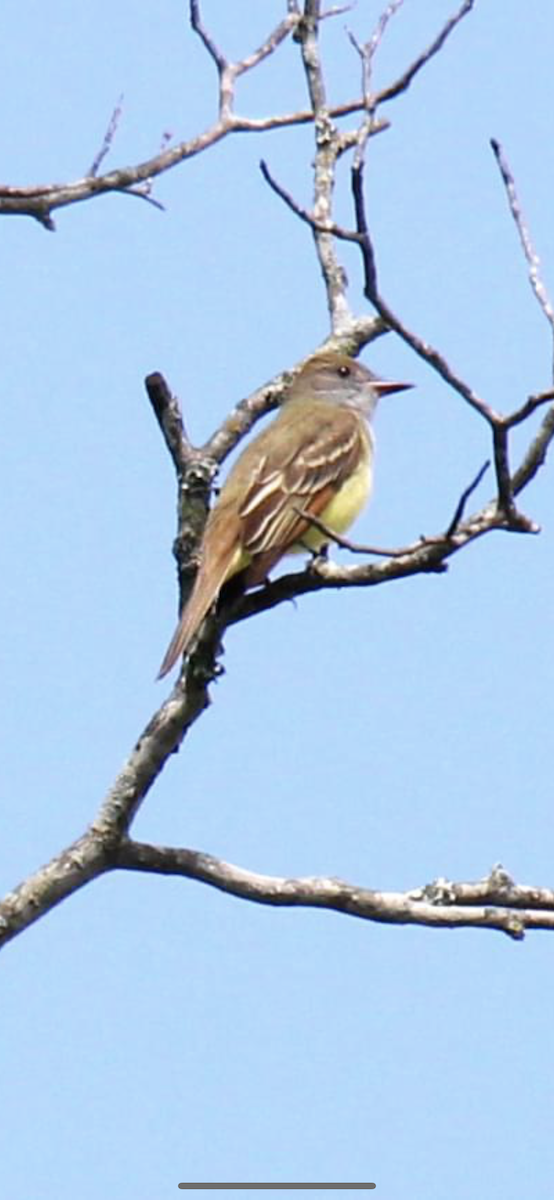 Great Crested Flycatcher - ML561436701