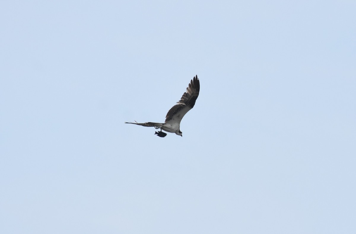 Balbuzard pêcheur - ML561437861