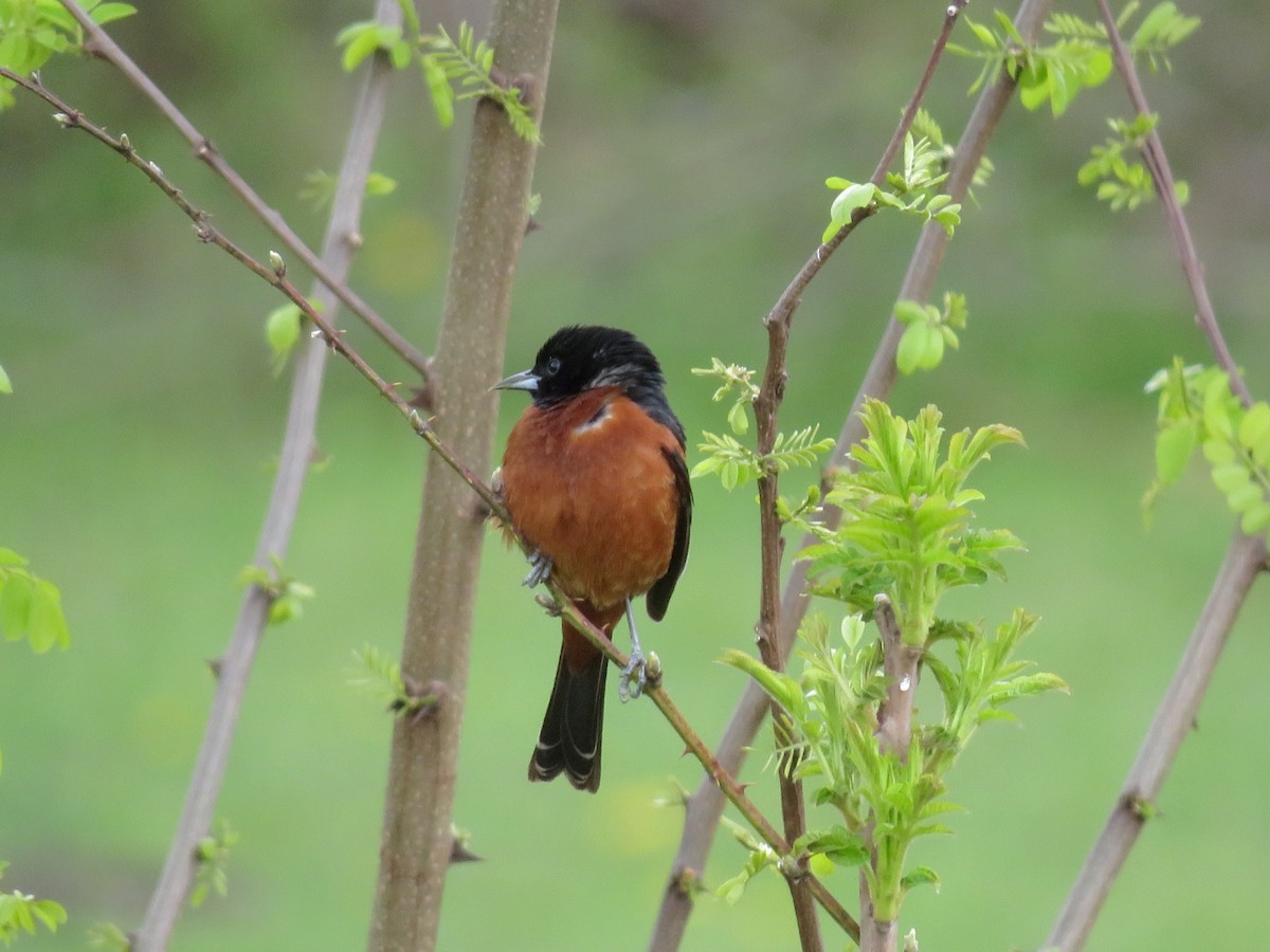 Orchard Oriole - ML561438591