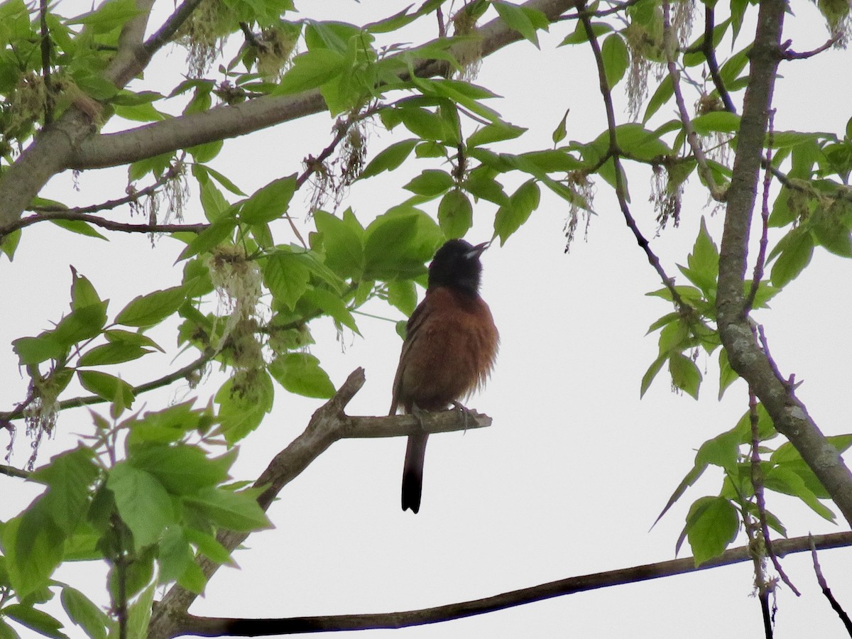Orchard Oriole - ML561438601