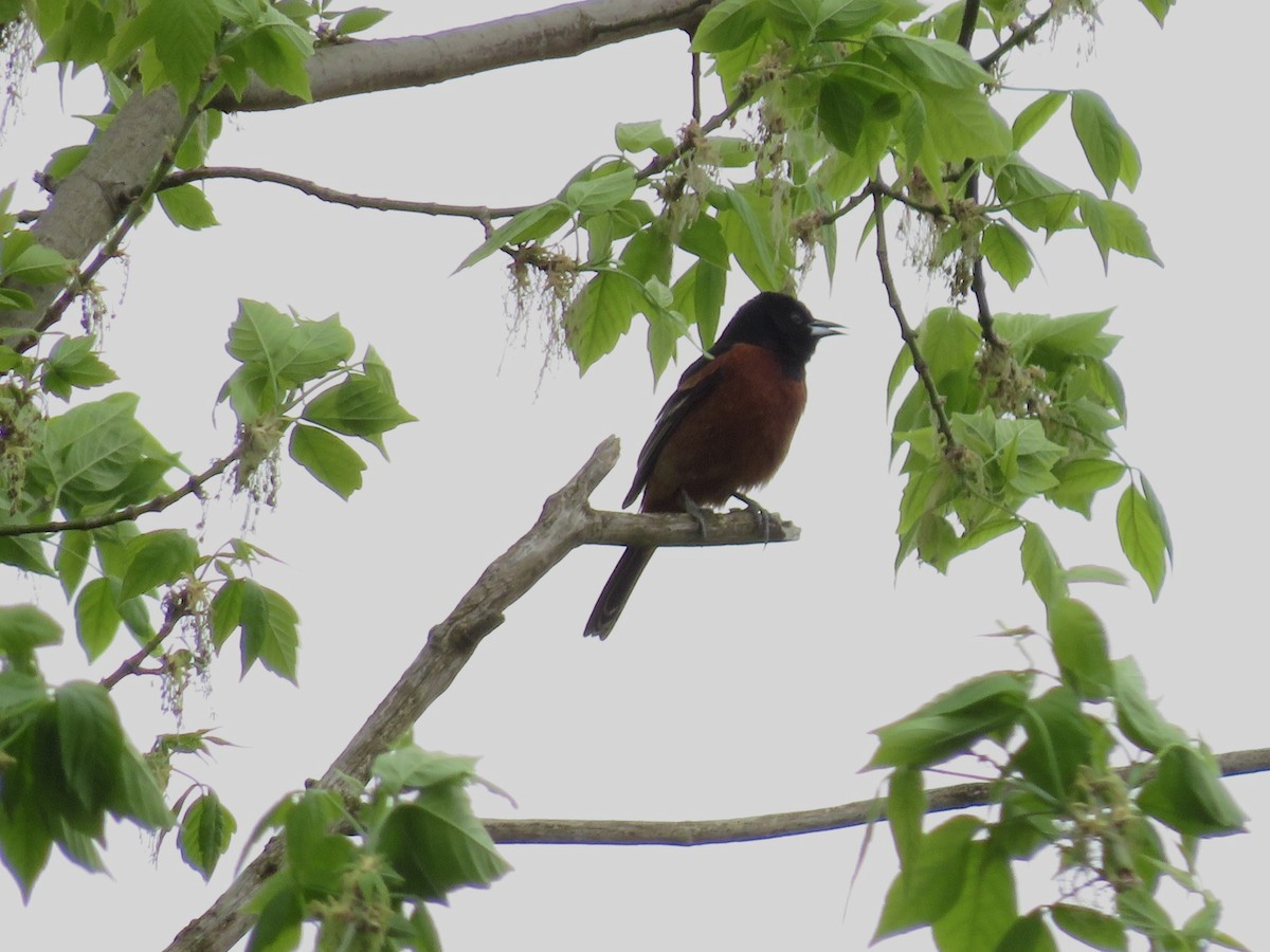 Orchard Oriole - ML561438611