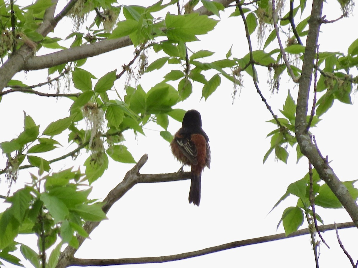 Orchard Oriole - ML561438621
