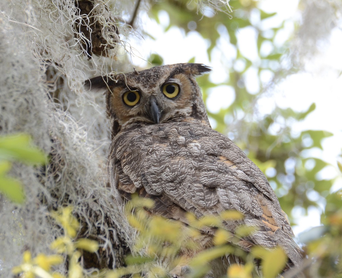 Great Horned Owl - ML56143911