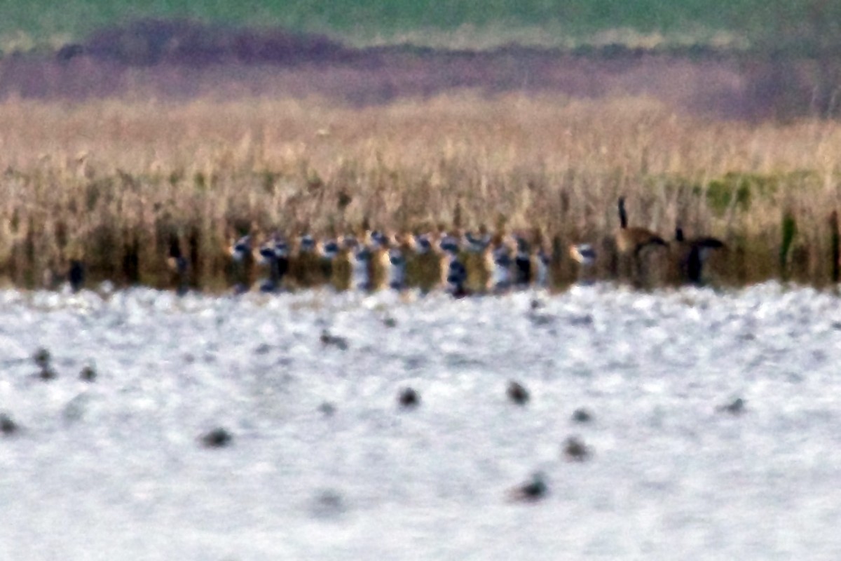 Avoceta Americana - ML561439141