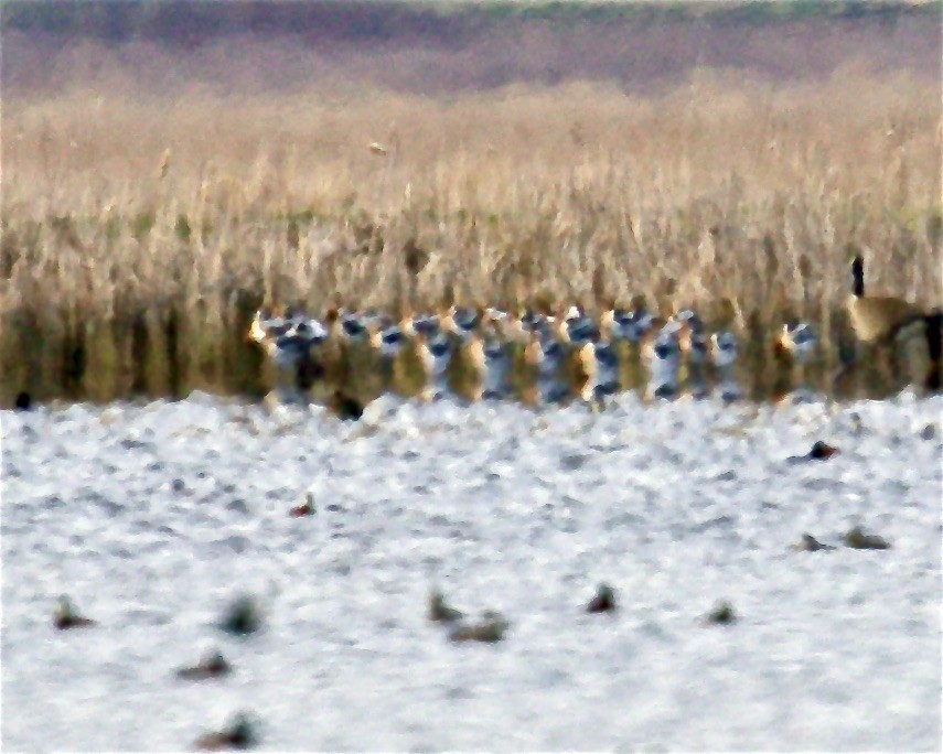 Avocette d'Amérique - ML561439151