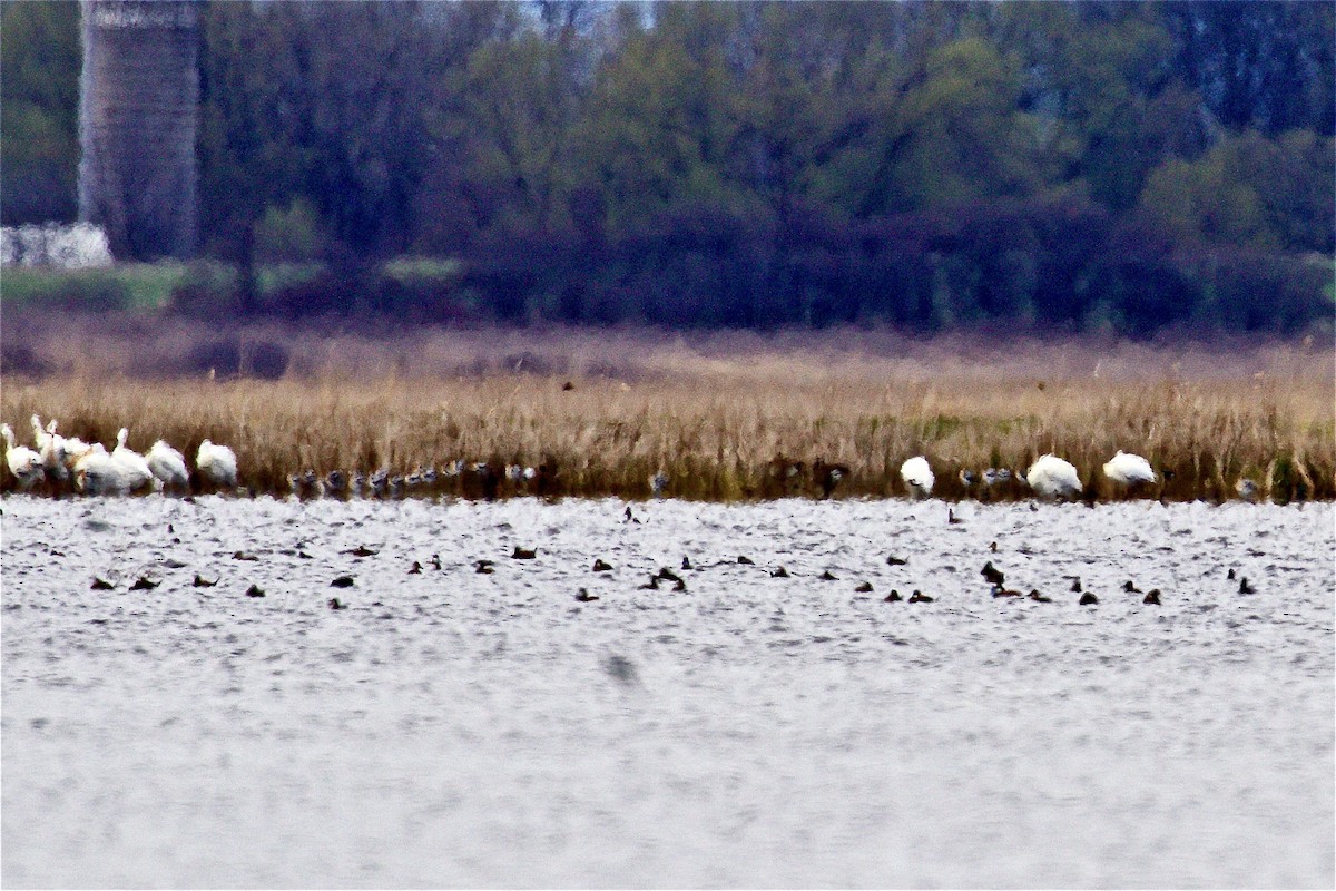 Avoceta Americana - ML561439871